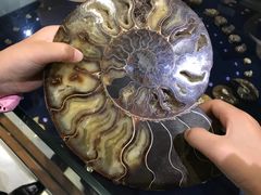 -青岛贝壳博物馆