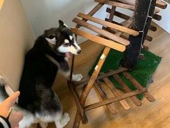 -Husky Go! 哈士奇体验馆·宠物咖啡厅狗咖