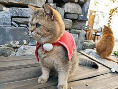 -喵屿·大理花园猫咖