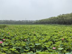 -西青郊野公园