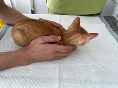 -艾吉宠物医院·疑难杂症转诊中心·猫友好(碧江路院)