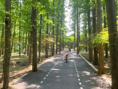 -东平国家森林公园