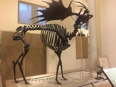 -美国自然历史博物馆