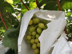 -马陆小张葡萄园农家乐