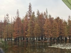 -白鹭湾湿地公园