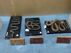 -陕西自然博物馆