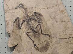-辽宁古生物博物馆