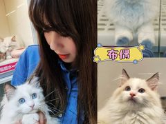-lincat·猫舍(广州店)