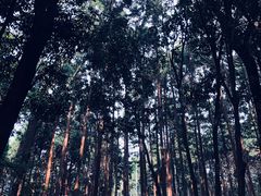 -醍醐寺