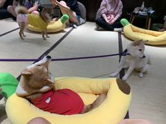 -逗柴咖啡屋·狗咖猫咖宠物桌游