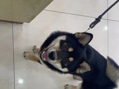 -天宠宠物医院24小时·急重症诊疗中心·全科·腔镜特色(和平分院)