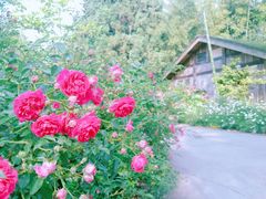 -重庆雨台山风景区