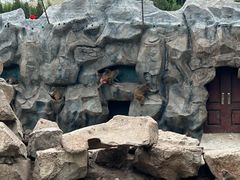 -青藏高原野生动物园