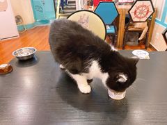 -猫小院猫主题咖啡厅(北锣店)