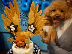 -百好乐宠物友好餐厅(朝外大街店)