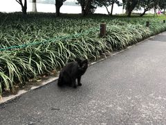 -苏堤停车场