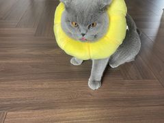 -瑞派长江宠物医院·猫科·外科·24小时夜护(谊城公寓分院)