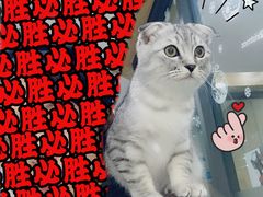 -瑞派名望志远动物医院·猫科·內科·异宠专科(直港大道店)