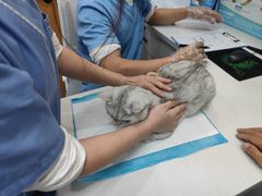 -博特宠物医院24h犬猫全科.骨科·异宠