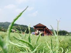 -红山村