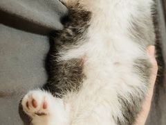 -小猫来了·猫舍(红山六九七九店)