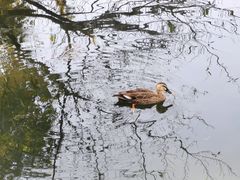 -西湖游船