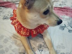 -瑞鹏宠物医院·爱宠堂(环西分院)