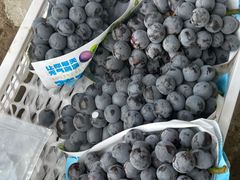 -马陆小张葡萄园农家乐