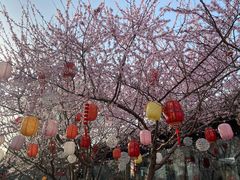 -春风习习