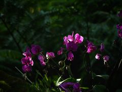 -白鹭湾湿地公园