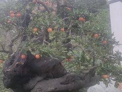 -温江公园