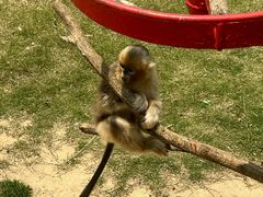 -西霞口神雕山野生动物世界