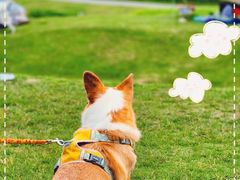 -上海山野camping·户外天幕烧烤·团建拓展营地