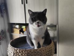 -米苏动物医院·犬猫专科·骨科外科内窥镜