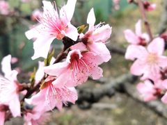 -樂桃源奉贤黄桃种植采摘基地