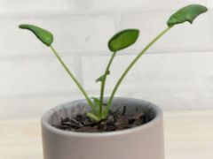 -粥传(太古里店)