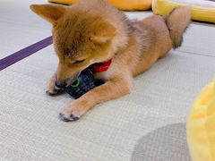 -逗柴咖啡屋·狗咖猫咖宠物桌游