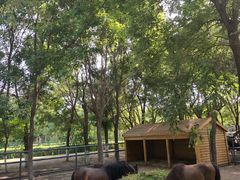 -长白岛森林公园