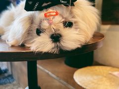 -Metal hands·铁手咖啡