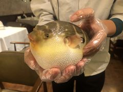 -肆月河豚·新淮扬(金融街店)