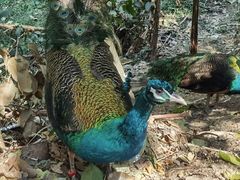 -西双版纳原始森林公园