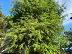 -井之头恩赐公园