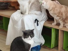 -是阿柴呀！柴犬咖啡·爱喵喵猫咖