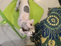 -平行世界·猫咖(首经贸店)