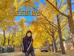 -三里屯东五街银杏大道