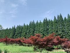 -金岛生态园烧烤露营地