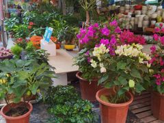 -曲阳花鸟市场(曲阳路店)