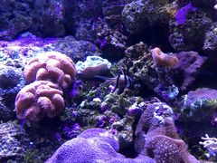 -悉尼海洋生物水族馆
