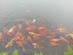 -西湖外事游船(花港观鱼码头)