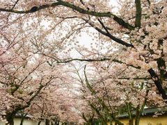 -醍醐寺